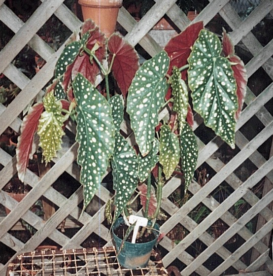 B. ‘Polka Dottie’